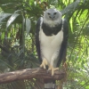 Belize Zoo  014